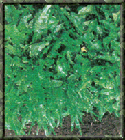 
Lettuce
